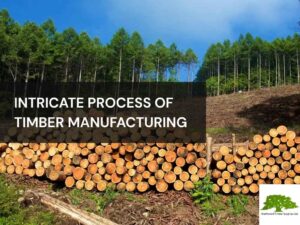 Timber Process.pdf From Forest To Fabrication: The Intricate Process Of Timber Manufacturing