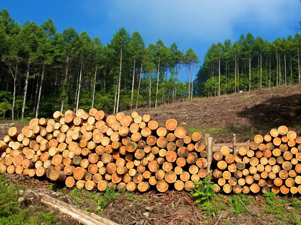 How is timber manufactured