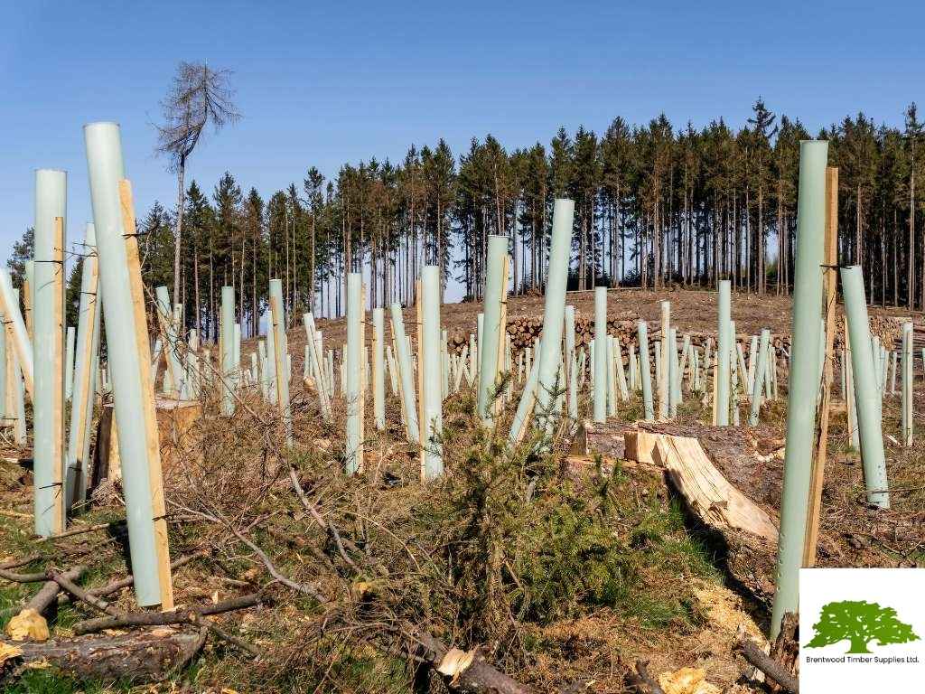 Sustainability of timber products